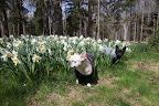 Sharkey, this is what is called 'naturalizing' daffodils.  They're perfect for  planting in a natural setting because deer don’t eat them, they need no care, and they multiply as the years go by.