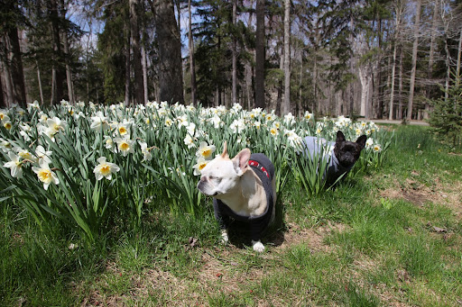 Sharkey, this is what is called 'naturalizing' daffodils.  They're perfect for  planting in a natural setting because deer don’t eat them, they need no care, and they multiply as the years go by.