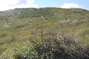 DSC_0483.JPG