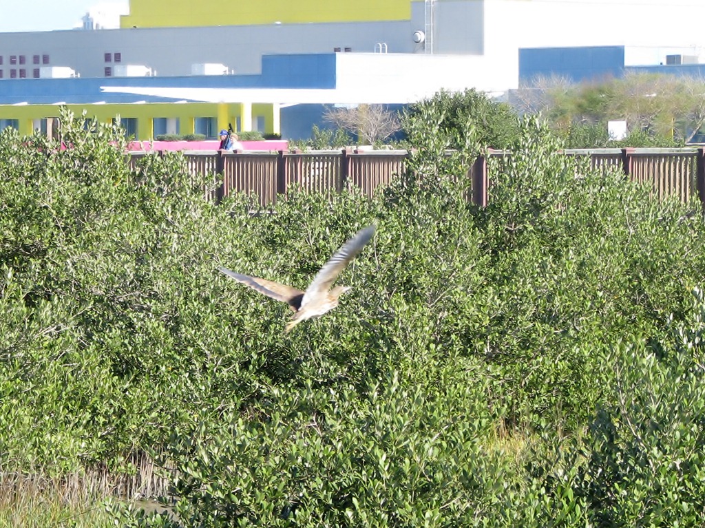 [7096%2520Texas%252C%2520South%2520Padre%2520Island%2520-%2520Birding%2520and%2520Nature%2520Center%2520-%2520American%2520Bittern%2520flying%2520away%255B3%255D.jpg]