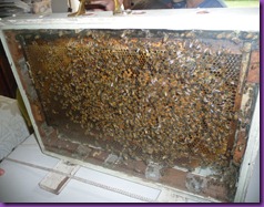 bee trip 009 bee trip 009