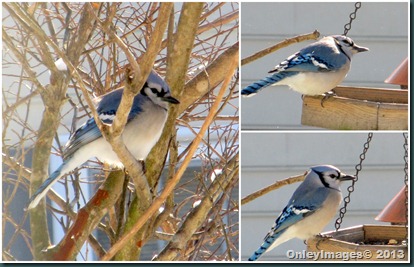 blue jay-feeder