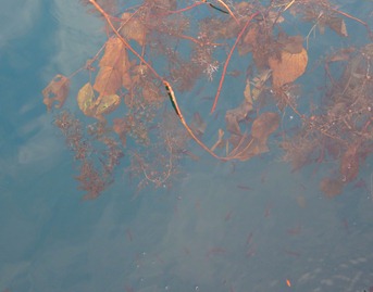 DSC00925 DSC00925