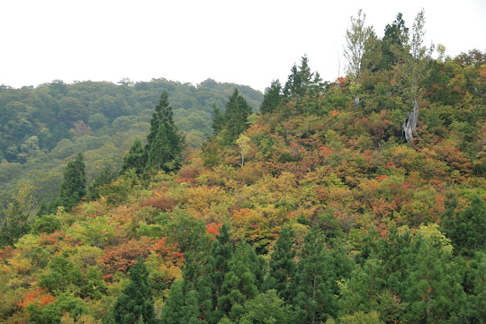 天生峠の紅葉