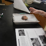 eye_begin_dissection.JPG