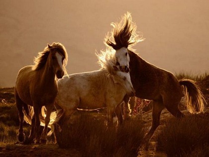 HORSES_0974Y5