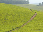 Teeplantage