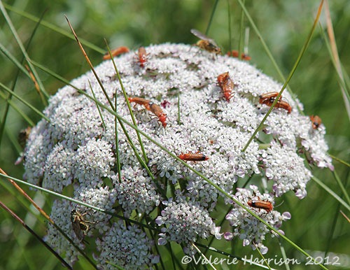 [23-soldier-beetles%255B2%255D.jpg]