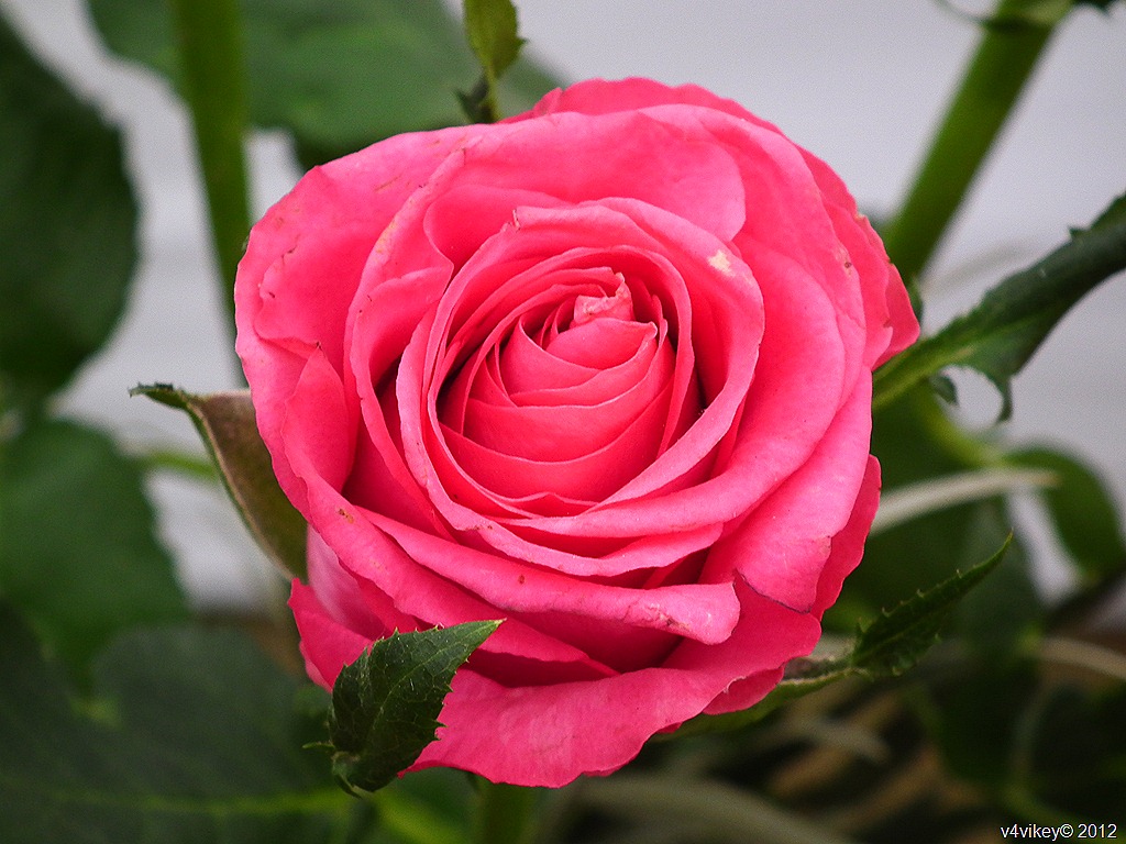 Rose Flower Wallpapers