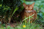 Abessinierkatze Lena