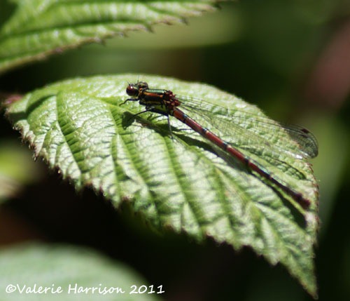 [large-red-damselfly%255B2%255D.jpg]
