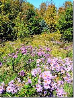 20130928_122721-property-asters