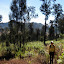 Leaving the pine forest on the way to Ranukumbolo