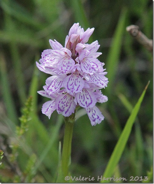 5-spotted-orchid