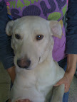 BAICON
Super amigable y jugueton como buen cachorro, tiene erliquia pero pronto estará listo para irse en adopción.