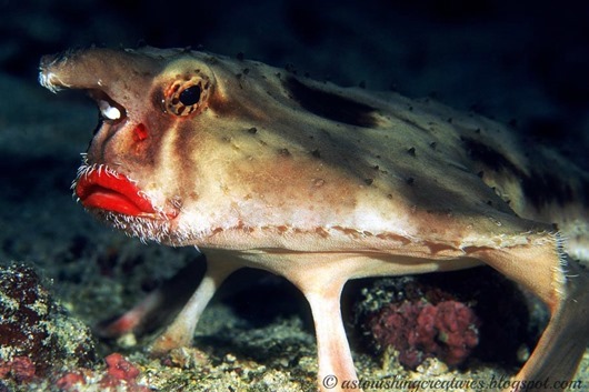batfish1 batfish1