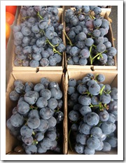 concord grape