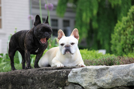 Yawn....I can't wait around all evening.  I'm going to tell Laura Acuna that I give up.
