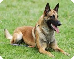Pastor Malinoa ou Malinois