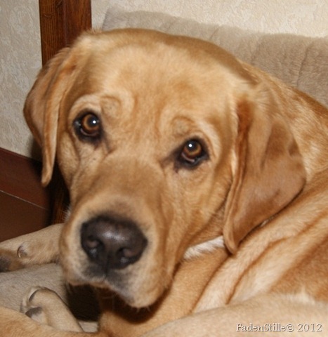 SONY DSC