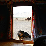 Wake-up call from our camp's friendly dog