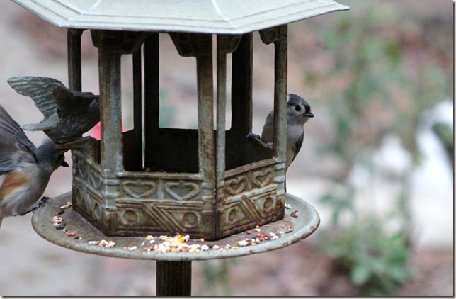 Titmouse on lookout