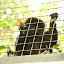 Geoldi's Monkey: Goeldi's monkeys generally live in groups of up to 10. At night they snuggle inside a tree-hole with other family members.