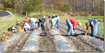 GarlicPlanting2011