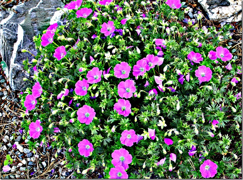 rosa G i stenbed rosa G i stenbed