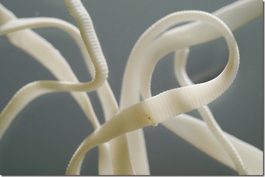 Visible in this 1:1.2 ratio view of a preserved tapeworm, individual reproductive segments of living tapeworms continue to mature and produce infective eggs as the parasite grows in length.  This rat tapeworm can grow to an average length of 6 to 10 inches, while human tapeworms may be 10 feet in length.  Research by John Oaks, professor of comparative bioscience in the School of Veterinary Medicine, and emeritus professor of the School of Pharmacy, Paul Bass have identified certain biochemicals used by these organisms to survive in the intestinal track that may be helpful in increasing drug uptake from the human's digestive system by slowing passage of drugs through the intestine.<br />©UW-Madison University Communications 608/262-0067<br />Photo by: Jeff Miller<br />Date:  2/03    File#:   D100 digital camera frame 2061<br />