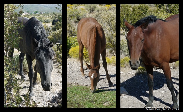 Cold Creek Horse Triptych
