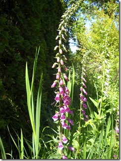 foxglove