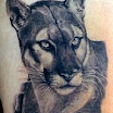 Cougar