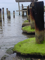 Date: January 2004

Location: Honduras, Roatan Island

Story: Out with the old, in with the new. The old pier had been removed and a new pier installed. Work in progress. The old pier supports were left behind for whatever reason.