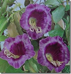 Klokkeranke - cobaea scandens