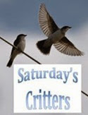 Saturday's Critters_2 Saturday's Critters_2