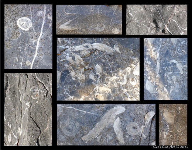 Potosi Fossils