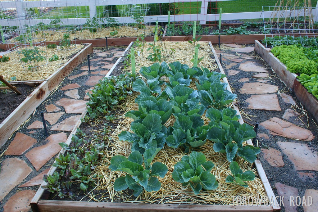 [computer%2520was%2520broken%252C%2520garden%2520pics%2520090%255B3%255D.jpg]