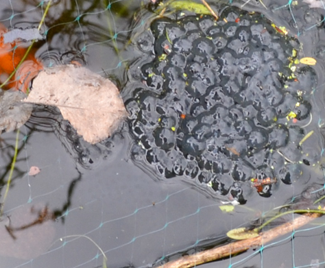 Frogspawn - picture taken 08.03