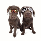 Occhiali da sole per cani