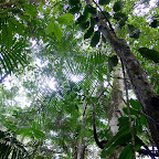 The jungle canopy