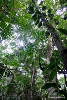 The jungle canopy