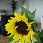 zonnebloem.JPG