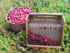 cranberry measure and snap machine5. 9.2013 cranberry measure and snap machine5. 9.2013