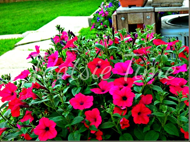 BeFunky_053.jpg BeFunky_053.jpg