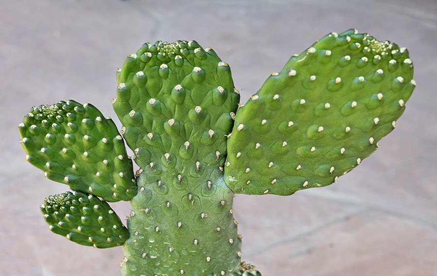 [110626_Consolea-rubescens_026.jpg]