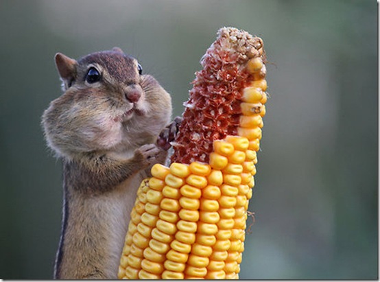 animals-worried-face-22