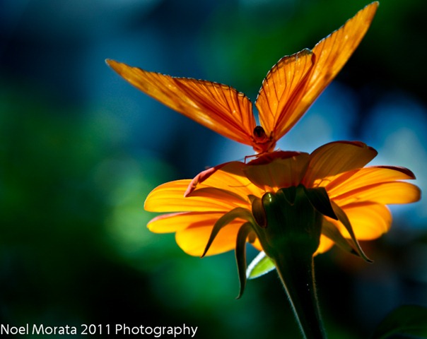 _MG_6166 _MG_6166