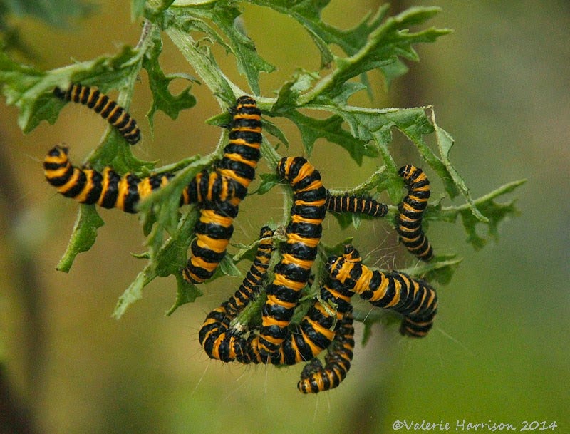 [cinnabar-caterpillars2.jpg]