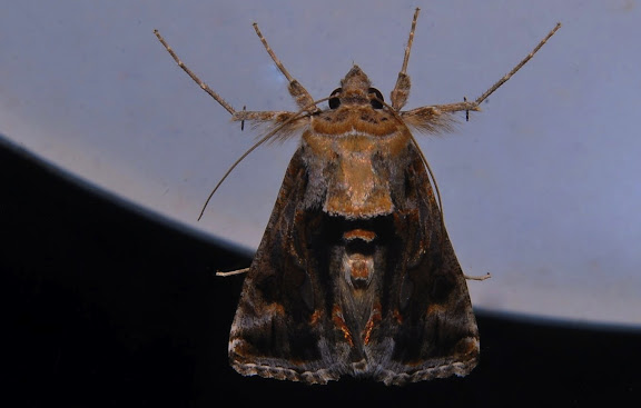 Hétérocères d'Australie - Noctuidae : Plusiinae : Chrysodeixis argentifera GUÉNÉE, 1852. Umina Beach (NSW, Australie), 27 septembre 2011. Photo : Barbara Kedzierski
